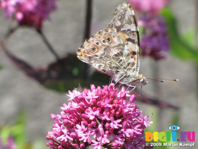 SX06493 Painted lady butterfly (Cynthia cardui) on pink flower Red Valerian (Centranthus ruber)